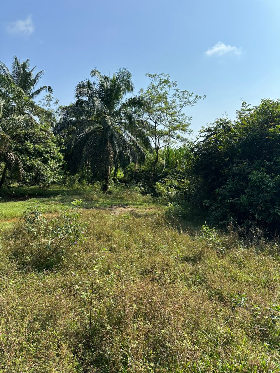 Tanah Pertanian 1.6 Ekar Tanah Merah Kelantan